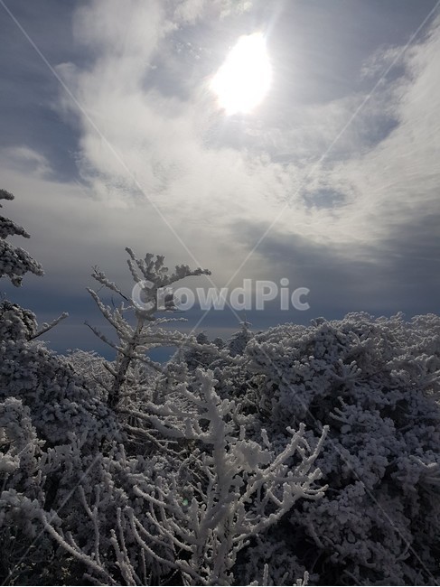 설산,겨울,눈꽃,겨울나무,겨울풍경,한라산,겨울산,눈,nature,자연,겨울,계절,winter,season