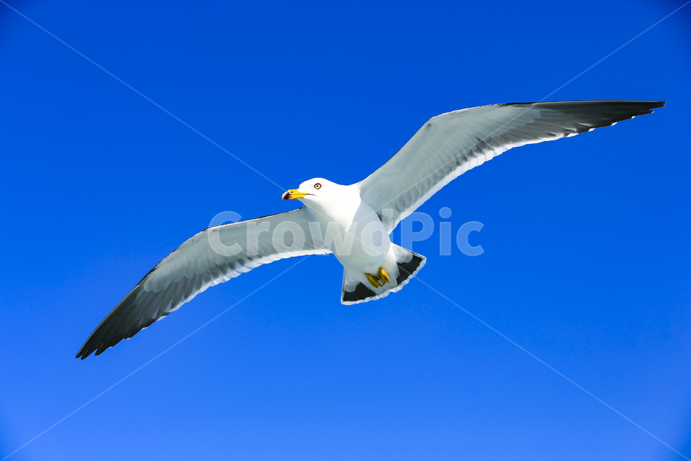 갈매기,조류,새,동물,날개,사냥,하늘,부리,bird,mewgull,commongull,부산갈매기,괭이갈매기,동물,animal,조류,새,birds