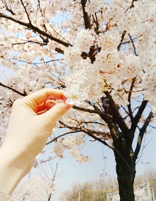 벚꽃,봄,벚꽃나무,손,꽃손,봄,계절,spring,season,plant,식물,blossom,꽃,cherry blossom,flower