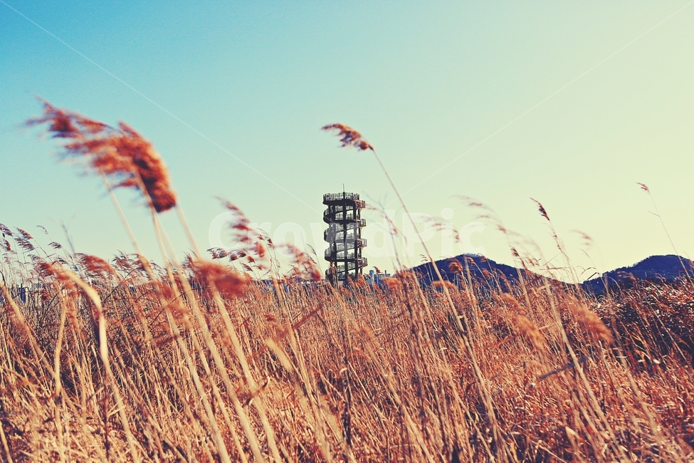 전망대,생태공원,풍경,자연,배경,시흥시,자연,풍경,nature,landscape,한국자연풍경,한국자연경관,korea nature landscape,plant,식물,grass,잔디,lawn,reed,갈대