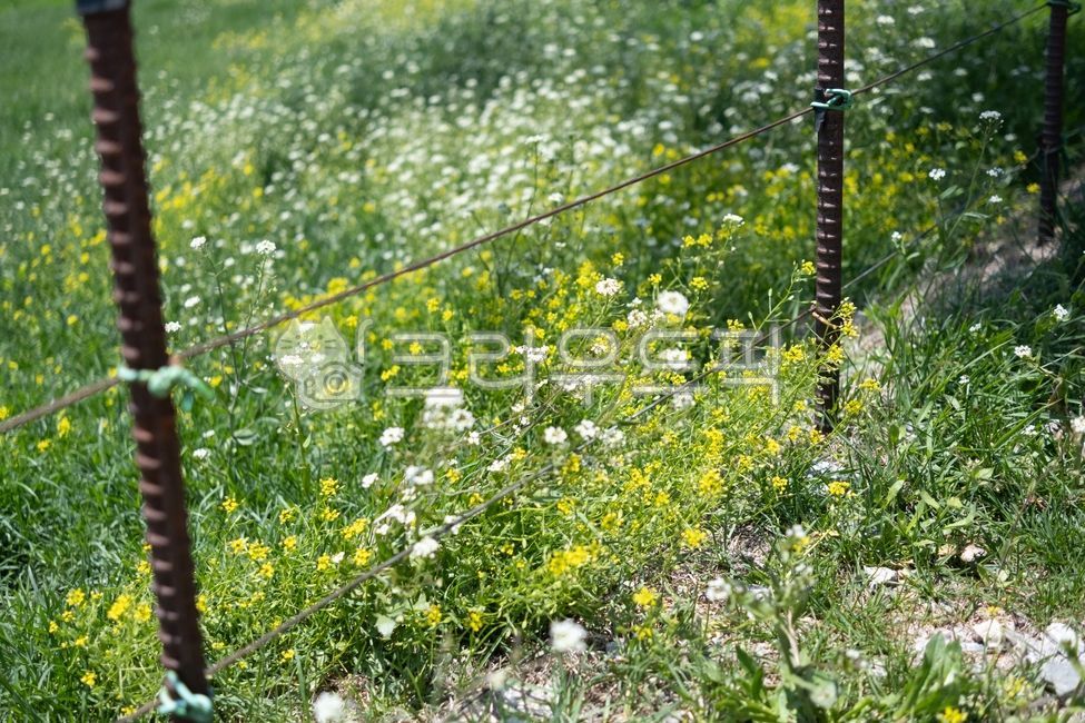 flowers,spring flowers,forest,barbed wire,yellow flowers,white flowers,grass