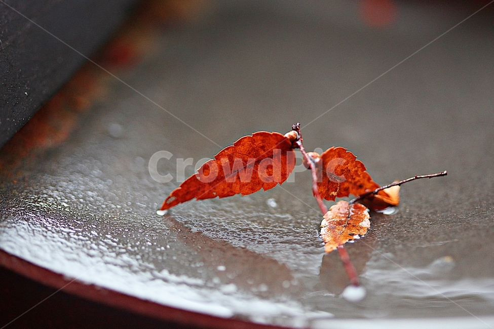 단풍,낙엽,가을,울긋불긋,나무잎,잎,식물,자연,가을,계절,fall,autumn,season,식물,자연,plants,nature