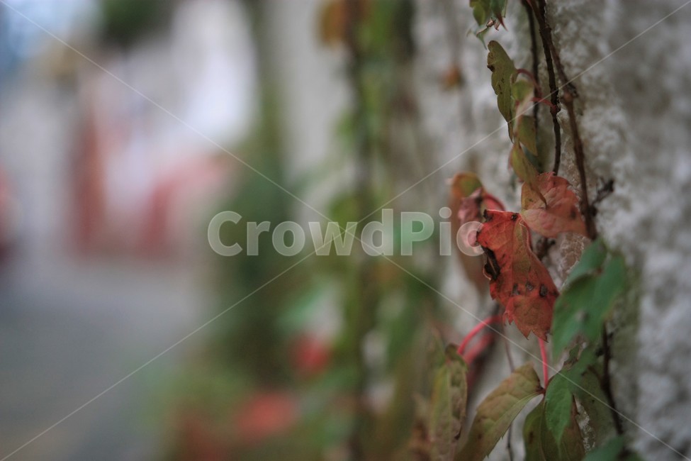 넝쿨,담쟁이넝쿨,벽,단풍,나뭇잎,식물,자연,plants,nature