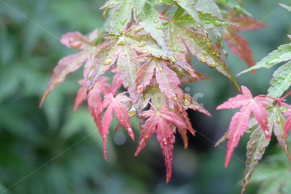 단풍잎,단풍,물들어,물방울,비오는날,가을,계절,fall,autumn,season,식물,자연,plants,nature,plant,leaf,잎,tree,나무,maple
