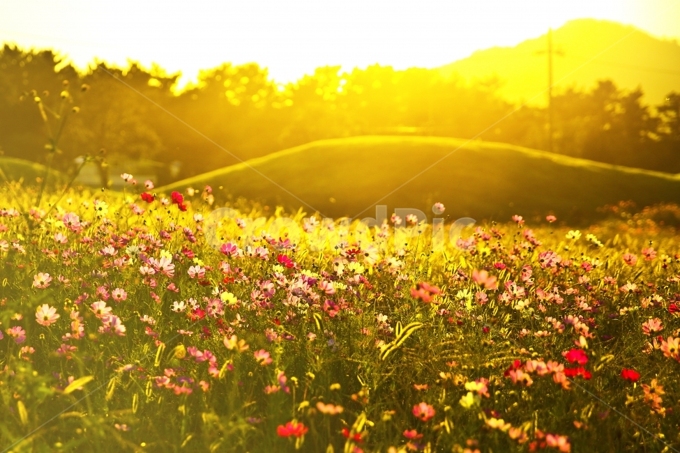 코스모스,꽃,감성,역광,빛,풍경,자연,가을,계절,fall,autumn,season,자연,풍경,nature,landscape,식물,plants,꽃,flower,감성,sensible,feeling,휴식,힐링,rest,relaxation,healing,field,들,outdoors,옥외,grassland,목초지