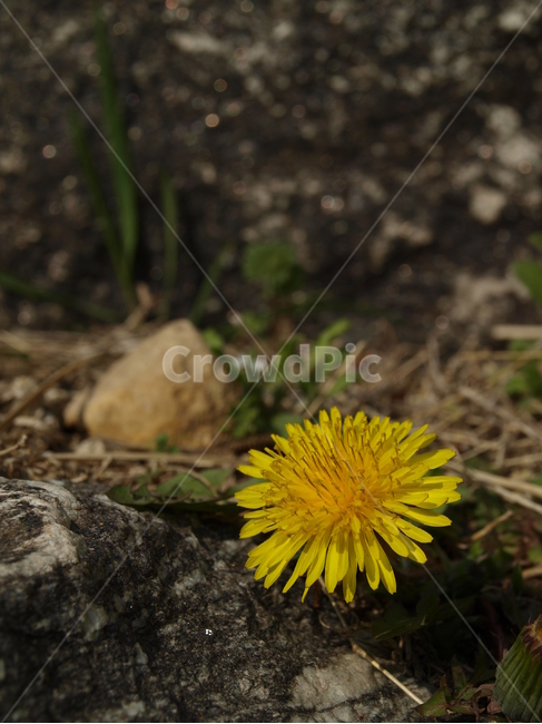 dandelion,민들레,들꽃,식물,야생화,국화과,식물,자연,plants,nature,꽃,flower