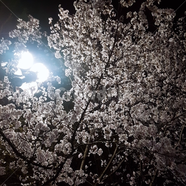 벚꽃,꽃,밤야경,조명,꽃놀이