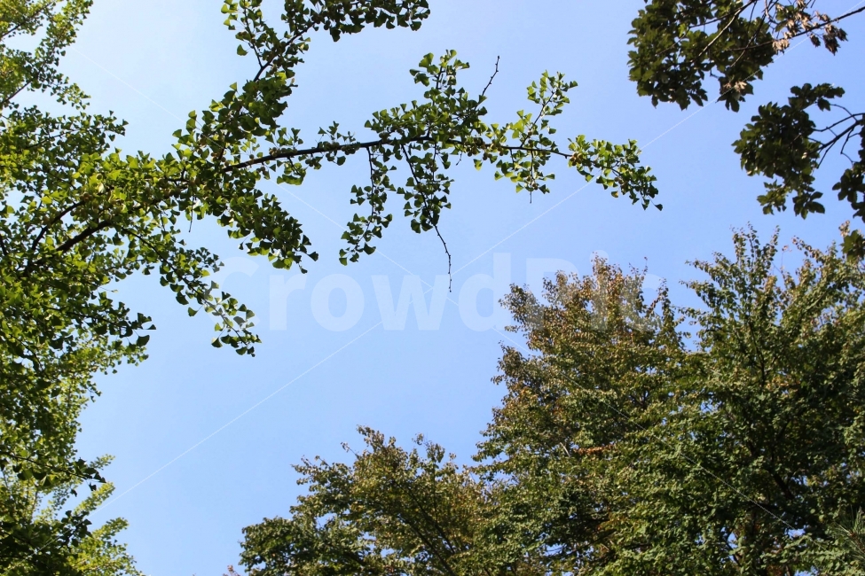 하늘,나무,식물,자연,야외,공원,정원,풍경,자연,풍경,nature,landscape,tree,plant,fir,전나무