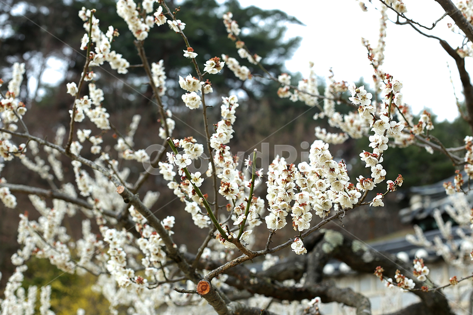 매화꽃,매화,flower,하늘,sky,꽃,봄,계절,spring,season,plant,식물,cherry blossom,벚꽃,blossom