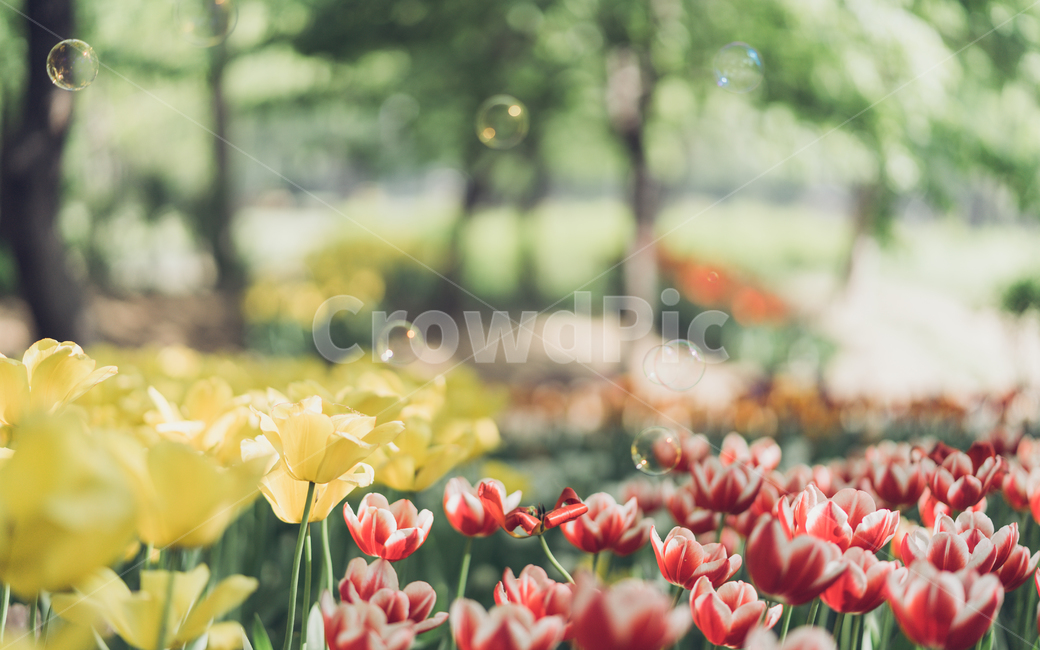 자연,꽃,tulip,튤립,튤립꽃,식물,자연,plants,nature,꽃,flower