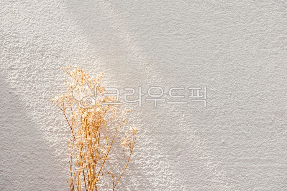 Gypsophila,color,shadow,texture,dried flower,sunlight,warm,white wall,white,vintage,Emotion,wall,dried flowers