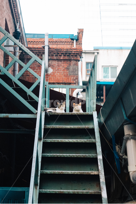 고양이,길냥이,길고양이,냥이,캣,cat,길냥,고양고양,동물,아기고양이,새끼고양이,동물,animal,포유류,mammal,고양이,cat,kitten,kitty