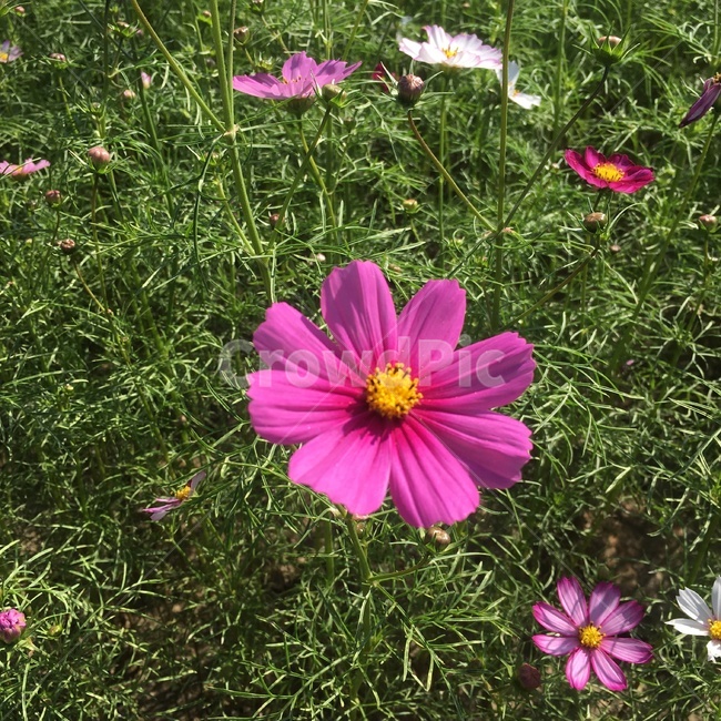 코스모스,꽃,가을,분홍꽃,자연,배경,가을,계절,fall,autumn,season,식물,자연,plants,nature,꽃,flower,plant,geranium,제라늄,blossom,petal,꽃잎