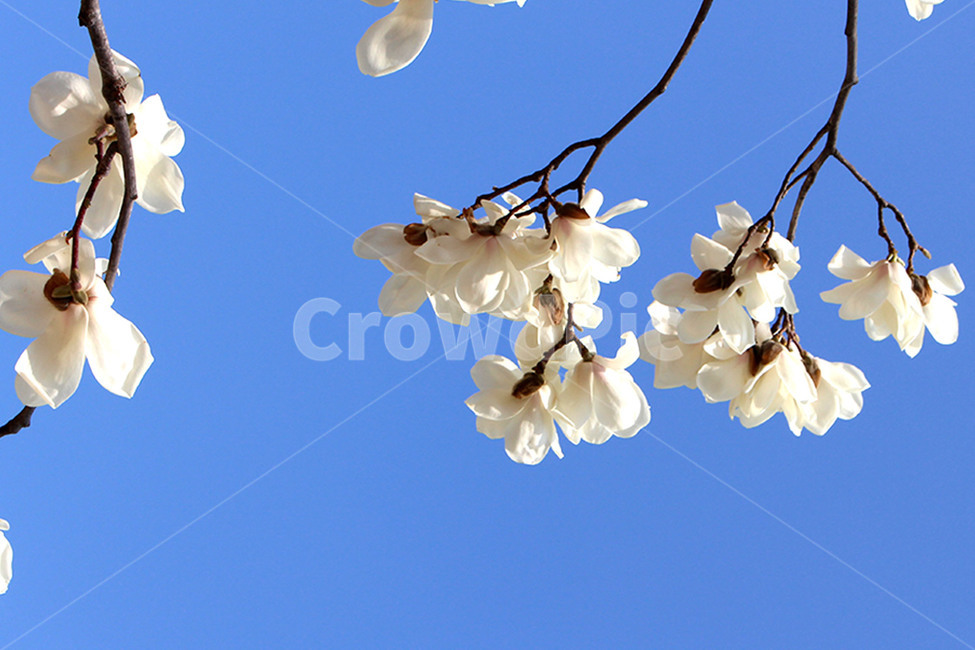목련,목련화,봄꽃,하얀꽃,봄,꽃,식물,자연,plants,nature,꽃,flower