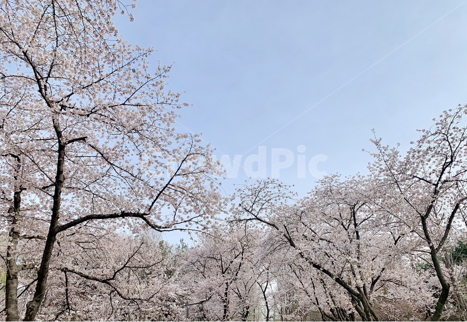 봄,벚꽃,벚꽃축제,풍경,꽃,spring,봄풍경,핑크,나들이,landscape,flower