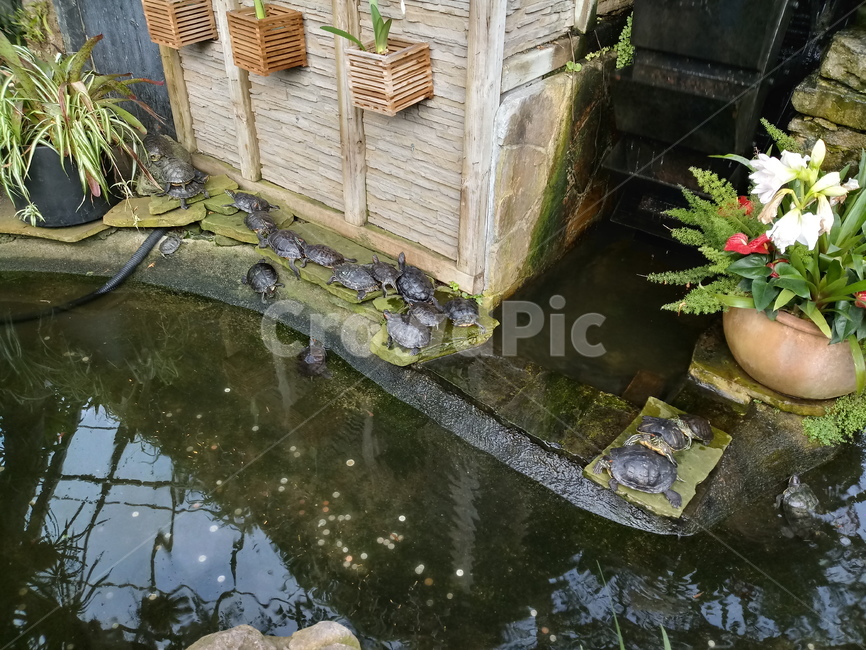 캐나다,canada,거북이,turtle,정원,garden,자라,zara