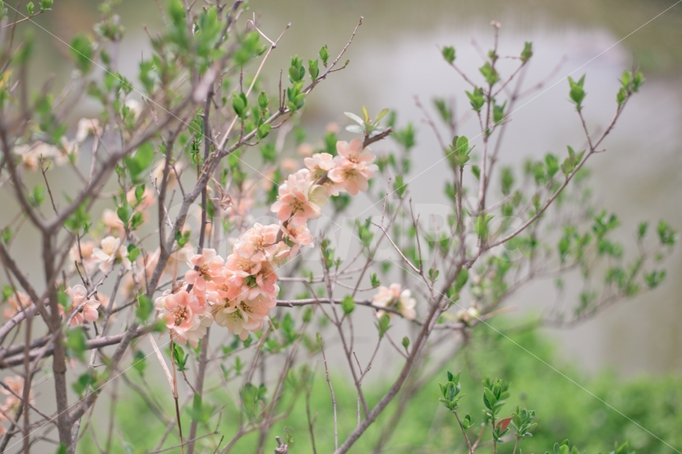 봄,꽃,봄꽃,물가,식물,풀,꽃놀이,식물,자연,plants,nature,봄,계절,spring,season,꽃,flower,plant,blossom