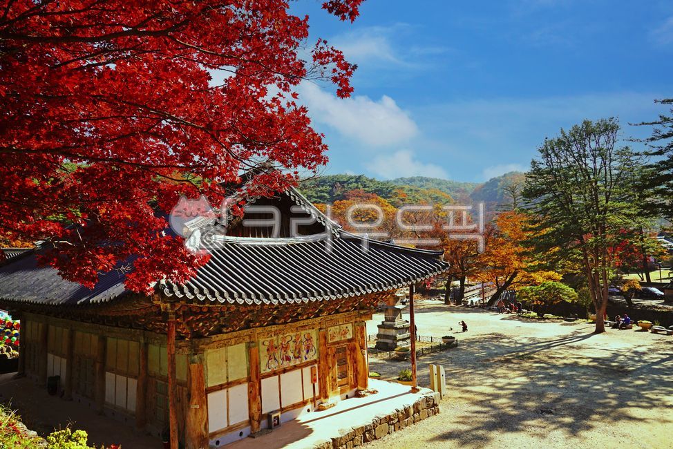 Magoksa Temple,world cultural heritage,temple,princess,october,autumn,employee,buddhism,Gongjumagoksa Temple,Maple,November