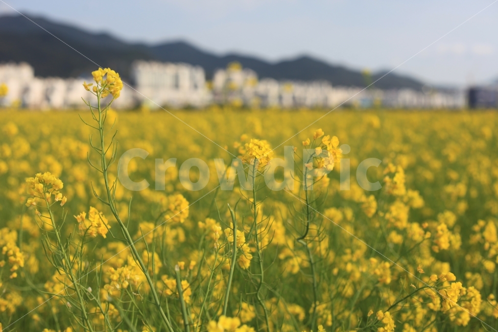 유채꽃,노랑,자연,꽃,부산,대저생태공원,봄,계절,spring,season,식물,자연,plants,nature,꽃,flower,field,들,outdoors,옥외,grassland,목초지,meadow,farm,농장,rural,농촌