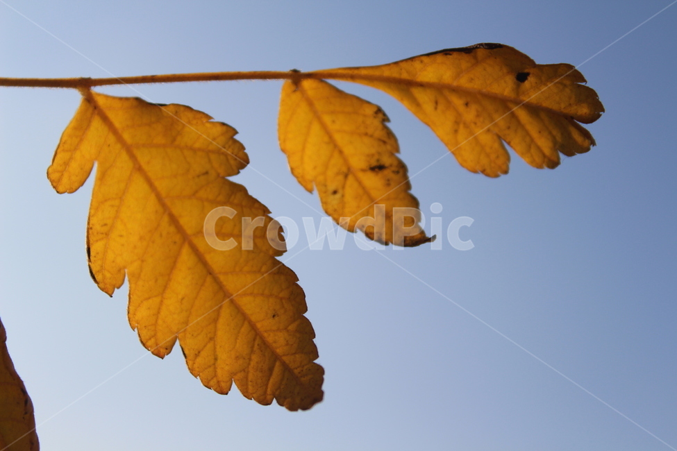 plant,식물,leaf,잎,yellow,가을,계절,fall,autumn,season,식물,자연,plants,nature,veins,정맥