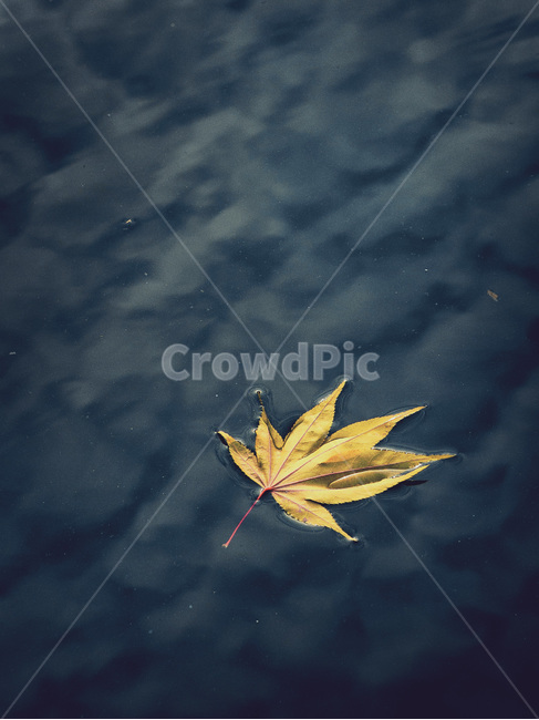 mapleleaf,낙엽,단풍,감성사진,leaf,잎,식물,가을,계절,fall,autumn,season,plant