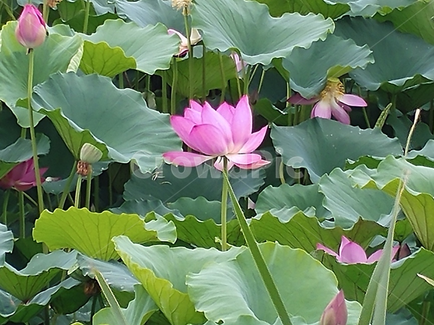 연꽃,lotus,식물,수초,땅속줄기,담수초,련꽃
