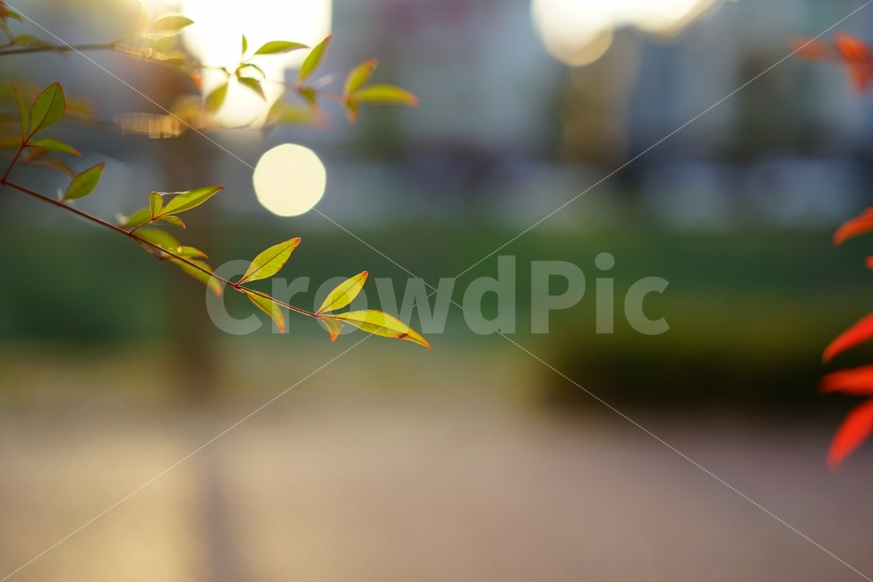 	풍경,일상,감성,감성사진,느낌,빛,감성샷,풍경사진,일상사진,식물,녹색,그린,나무,나뭇가지,가을,색감,보케,식물,자연,plants,nature,감성,sensible,feeling
