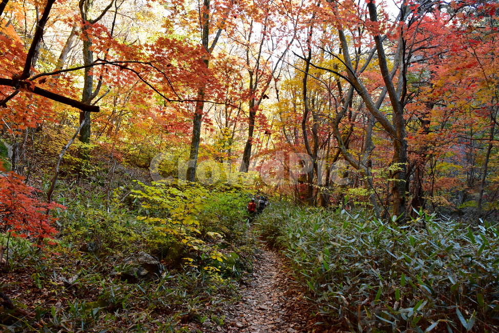 가을,단풍,울긋불긋,알록달록,형형색색,풍경,계절,시즌,아름다운,오색,치악산,부곡계곡,비경,감성,힐링,자연,가을,계절,fall,autumn,season,자연,풍경,nature,landscape,ground,바닥,tree,나무,plant,식물,road,도로,dirt road,흙길,gravel,자갈
