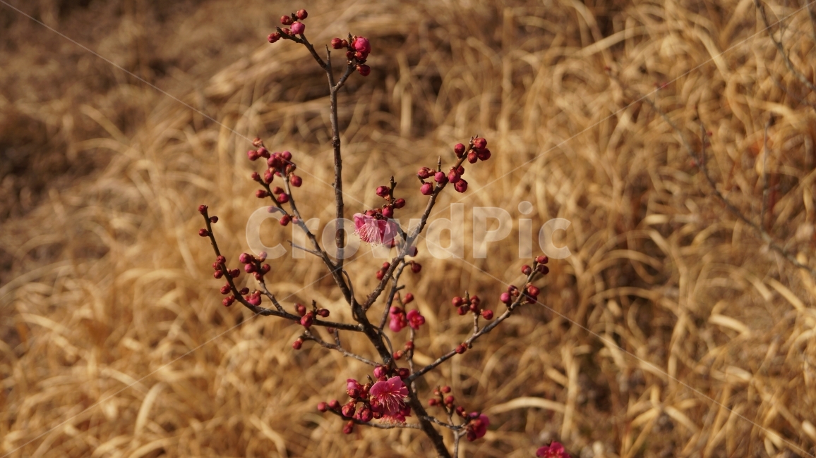꽃,들판,가을,들,나뭇가지,식물,자연,plants,nature,꽃,flower