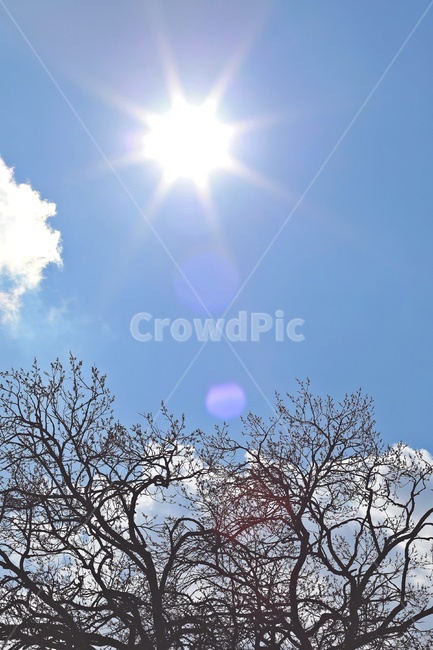 나무,햇빛,파란하늘,tree,sunlight,bluesky