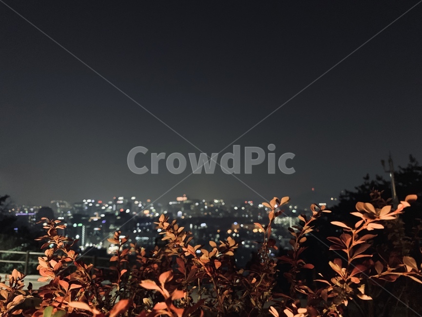 낙산공원,야경,풍경,도시,하늘,밤,야경,밤,풍경,nightscape,night,landscape,plant,식물,leaf,잎