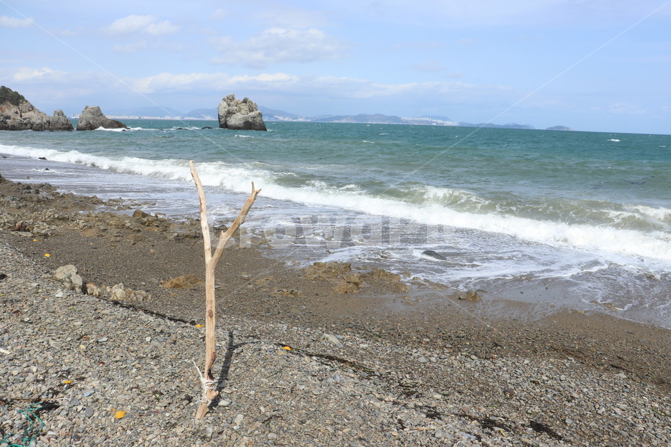 wood,nature,sea,ocean,water,나무,자연,바다,물,대양,해안선,바닷가,나뭇가지,외로운,섬,island