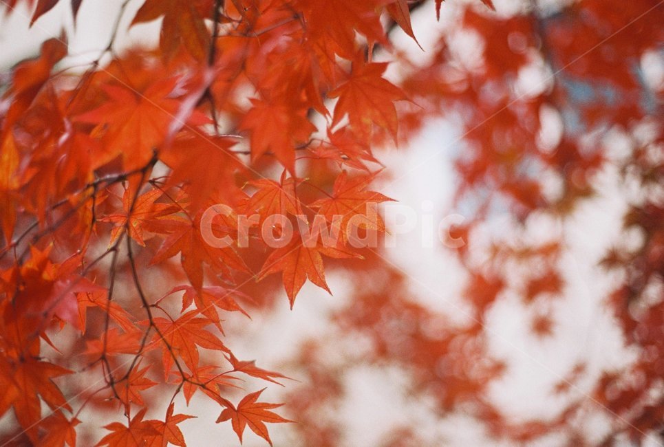 보케,레드,빨강,낙엽,단풍잎,가을,가을,계절,fall,autumn,season,감성,sensible,feeling,leaf,잎,plant,식물,tree,나무,maple,단풍