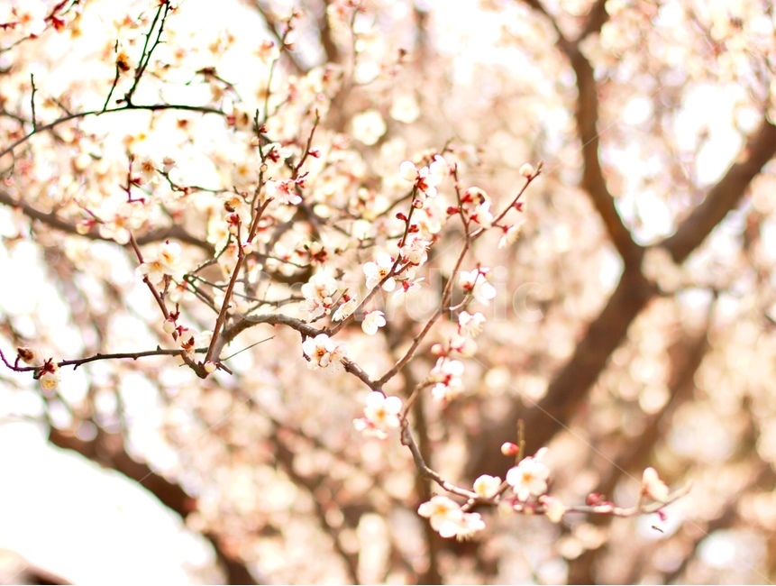 봄,매화,꽃,매화나무,봄꽃,봄,계절,spring,season,식물,자연,plants,nature,꽃,flower,감성,sensible,feeling,plant,blossom