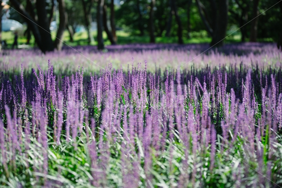 경주,황성공원,맥문동,꽃,감성,식물,자연,plants,nature,꽃,flower,휴식,힐링,rest,relaxation,healing,감성,sensible,feeling