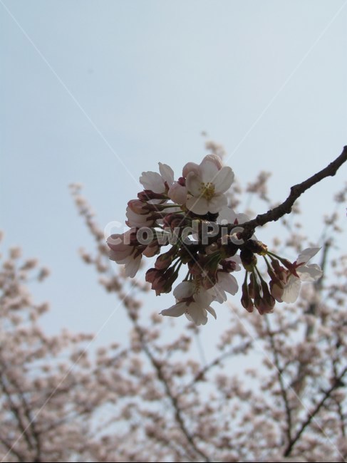 봄,벚꽃,cherryblossom,flowers,봄꽃,벚꽃나무,계절,spring,식물,자연,plants,nature,wood,trees,감성,식물,자연,plants,nature,꽃,flower