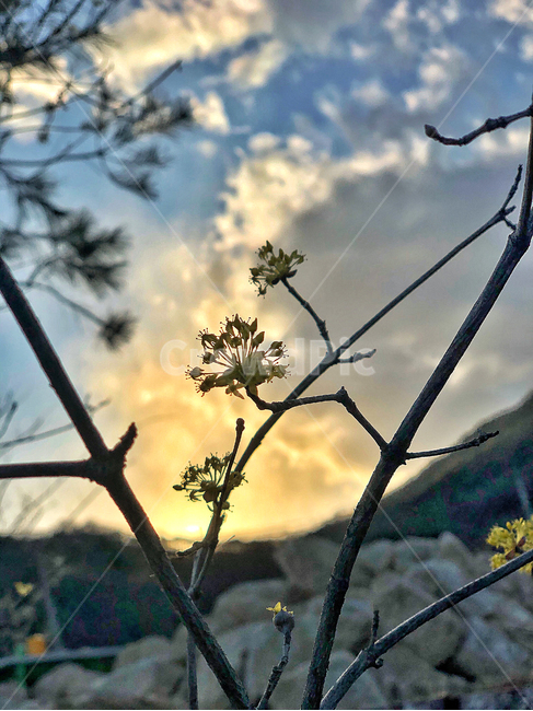 light,빛,flare,플레어,산수유,석양,저녁,산수유꽃,음영,나무,식물,tree,plant