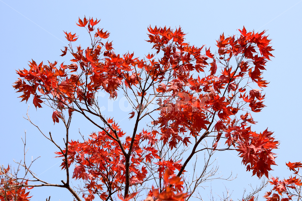 단풍,단풍나무,단풍잎,잎,나뭇잎,단풍든잎,물든잎,maple