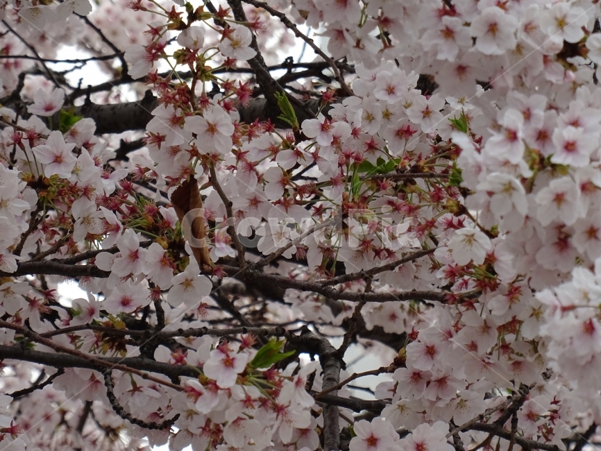 벛꽃,꽃,식물,나무,꽃나무,봄,계절,spring,season,식물,자연,plants,nature,꽃,flower,plant,blossom,cherry blossom,벚꽃