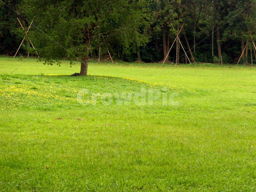 잔디,grass,식물,plant,목초지,grassland,outdoors,옥외,field,들,nature,자연,나무,한그루