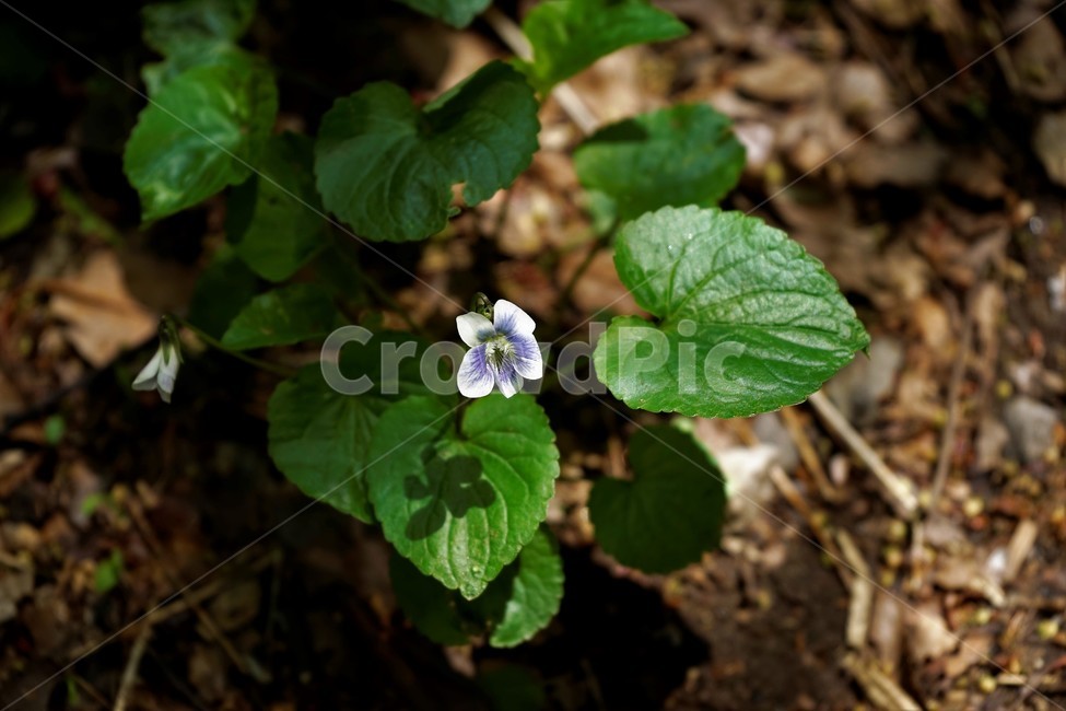 종지나물,제비꽃,미국제비꽃,봄꽃,보라색,식물,bloom,flower,spring,nature,season,흰색