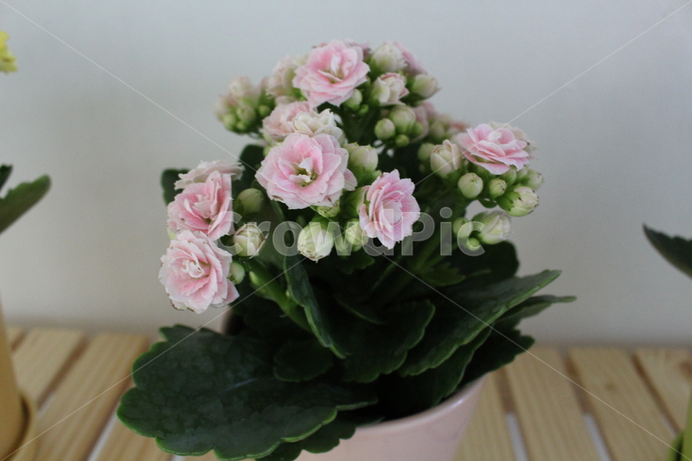plant,식물,flower,flowerarrangement,꽃꽂이,blossom,꽃,flowerbouquet,꽃부케,화분