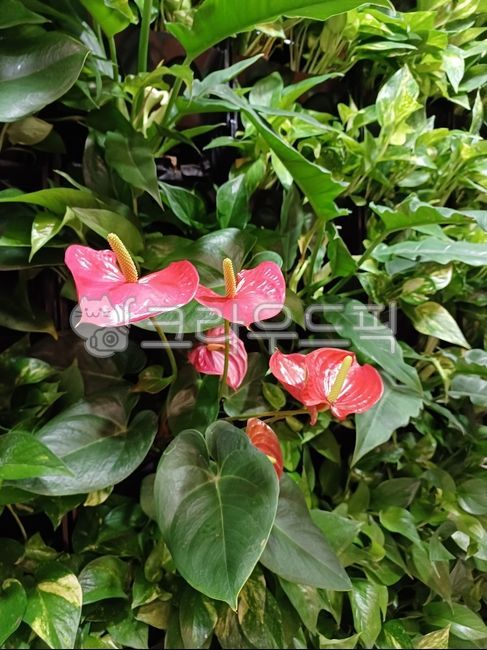 Cheonnam and,deep red,color,perennial plant,air purifying plants,calyx,summer,light green,spathes,anthurium,Mulkara,indoor gardening,green,Color,flame bomb,Antsyrium,flower,Red,Anthurium,tropical plants