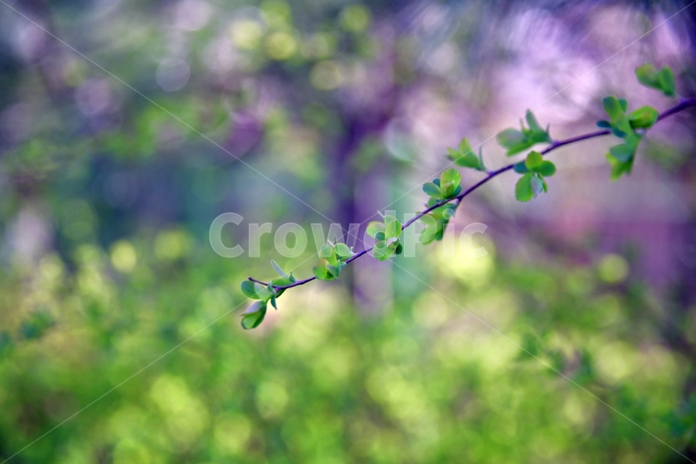 꽃,plant,연두,초록,식물,새싹