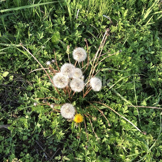 민들레씨,민들레,꽃,풀,잡초,초록색,flower,식물,자연,plants,nature