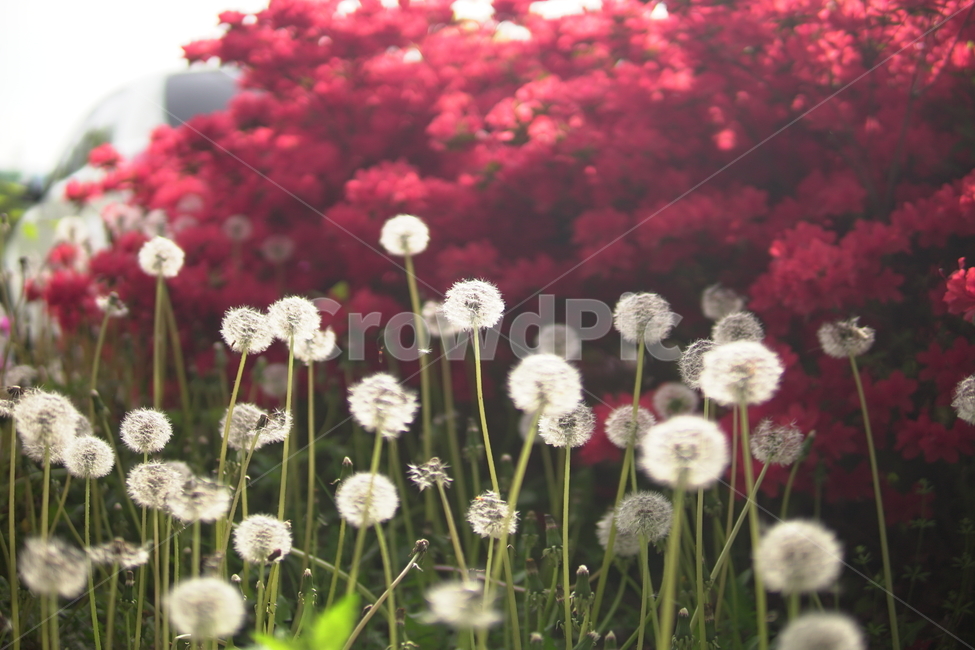 자연,민들레,민들레씨,빨강,red,봄,꽃