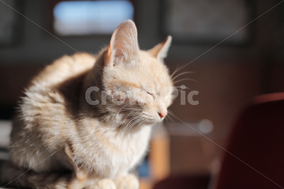 고양이,아기고양이,cat,반려묘,애완동물,동물,아기동물,도둑고양이,길냥이,동물,animal,포유류,mammal,고양이,cat,kitten,kitty,휴식,힐링,rest,relaxation,healing