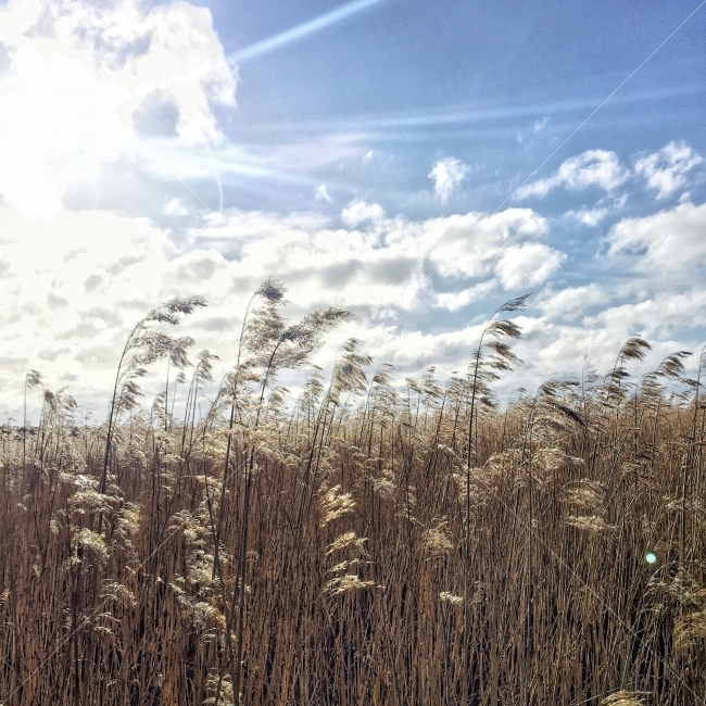 갈대,갈대밭,유럽,에스토니아,여행사진,자연,풍경,nature,landscape,가을,계절,fall,autumn,season,plant,식물,grass,잔디,lawn,reed