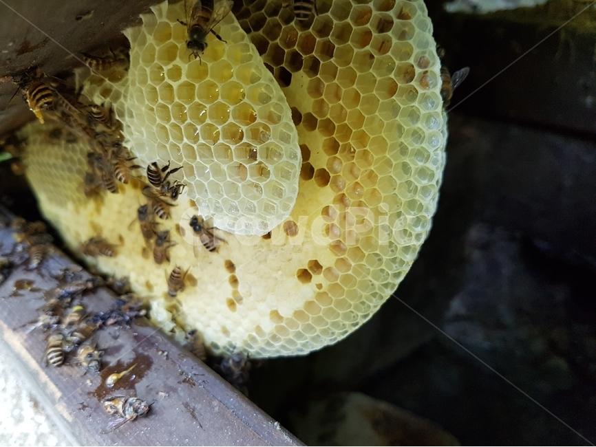 벌집,꿀,토종꿀,honeycomb,곤충,벌,꿀벌,동물,animal,곤충,벌레,insect,bug