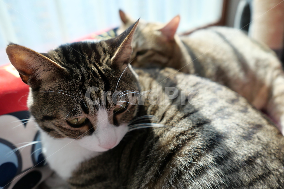 고양이,코숏,길고양이,동물,반려묘,반려동물,cat,kitten,animal
